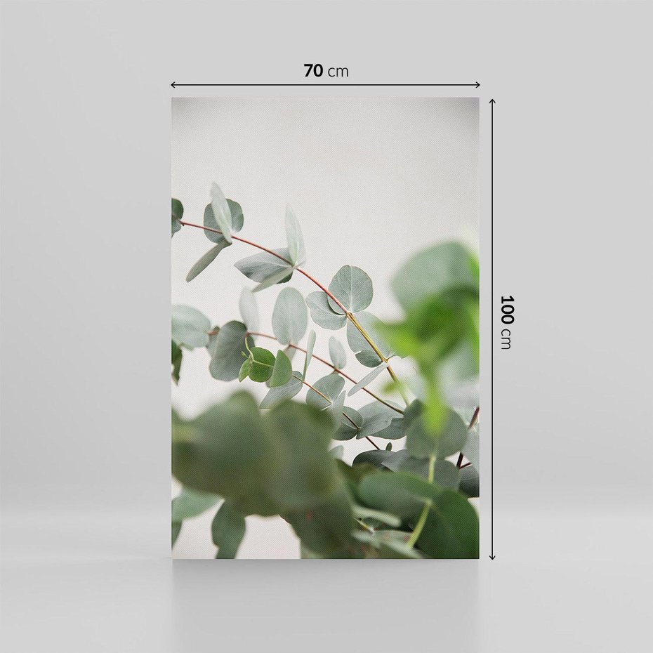 Obraz na płótnie 70x100 - Liście eukaliptusa w naturze - eukaliptus, liście