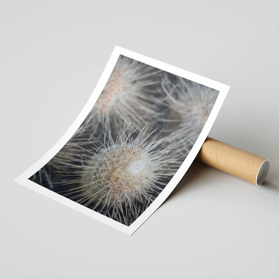 Plakat bez ramy 40x50 - Ulotna Piękność Natury - makro, dmuchawce