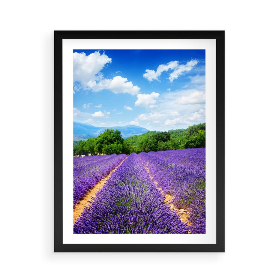 Plakat w ramie 50x70 - Prowansalska Lawenda - lawenda, prowansja - rama czarna