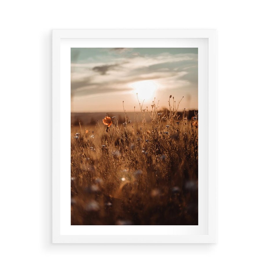 Plakat w ramie 50x70 - Zachwyt zachodem słońca na łące - zachód, słońca - rama biała