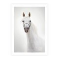 Plakat bez ramy 21x30 - Elegancja białego konia - biały, koń