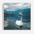 Obraz w ramie 80x80 - Łabędzi Śpiew - fotografia, plakat - rama biała