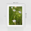 Plakat w ramie 30x40 - Kolorowa łąka - stokrotki, łąka - rama biała