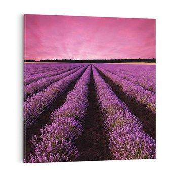 Obraz na płótnie 40x40 - Pola lawendy w pełnym rozkwicie - Lawenda, krajobraz