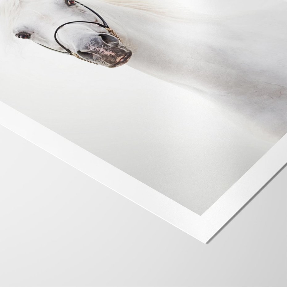 Plakat bez ramy 40x50 - Elegancja białego konia - biały, koń