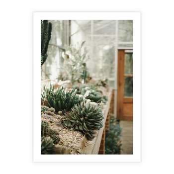 Plakat bez ramy 21x30 - Sukulenty w Szklarni - sukulenty, w szklarni