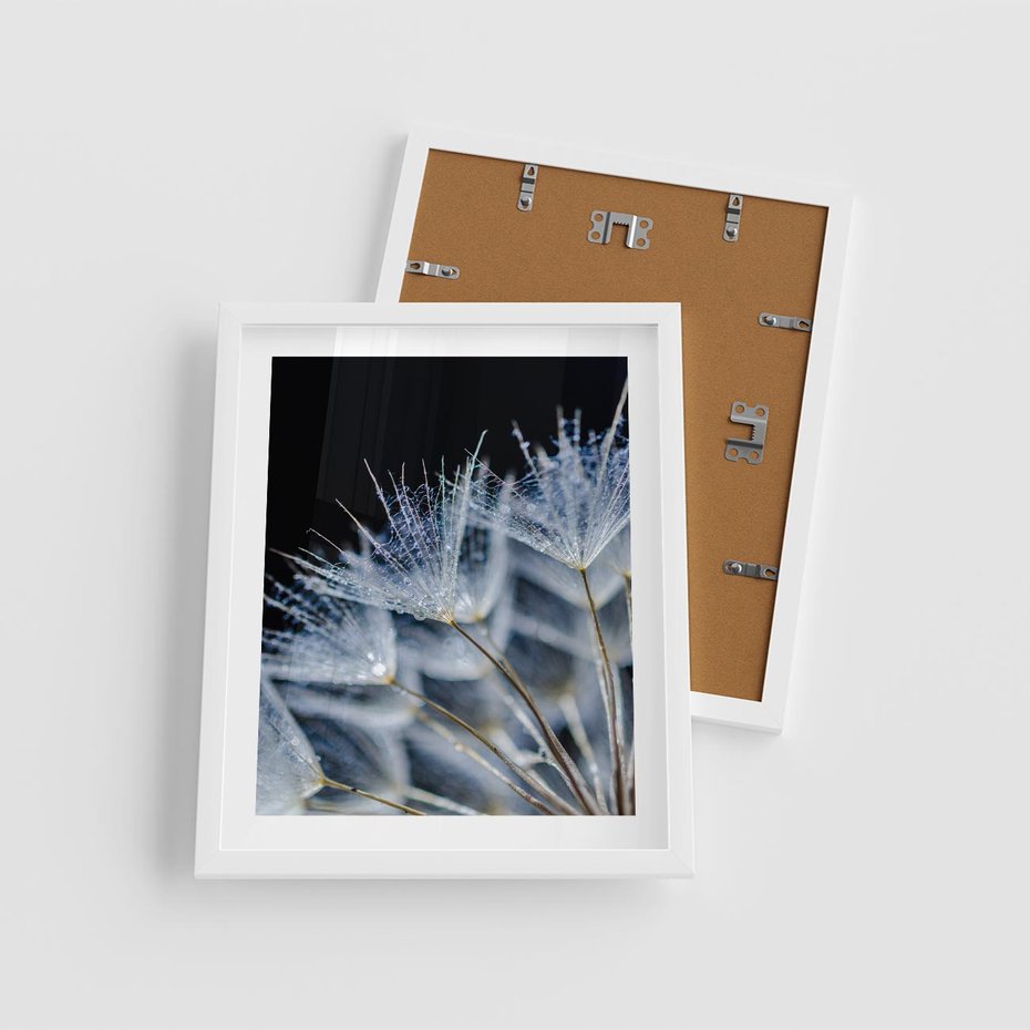 Plakat w ramie 40x50 - Makro piękno dmuchawców - makro, dmuchawce - rama biała
