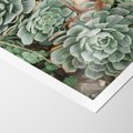 Plakat bez ramy 21x30 - Zielona Uroda Sukulentów - sukulenty, zielone liście
