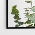 Obraz w ramie 50x50 - Żywa eukaliptusowa zieleń - eukaliptus, zielone - rama czarna