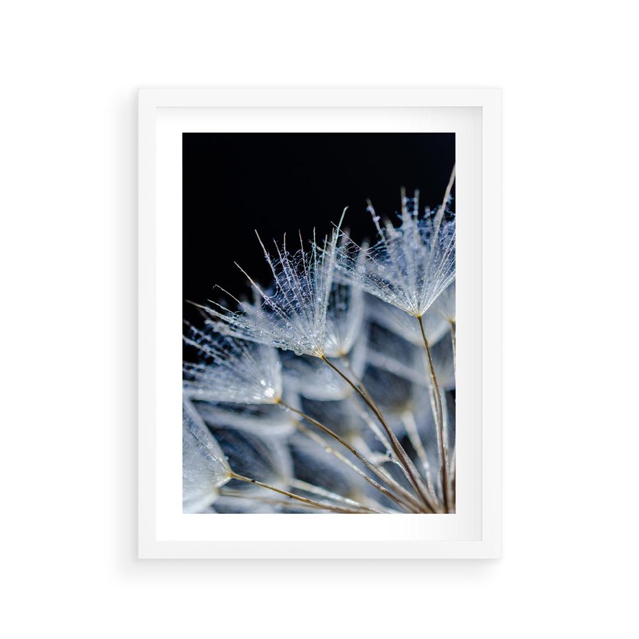 Plakat w ramie 30x40 - Makro piękno dmuchawców - makro, dmuchawce - rama biała