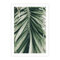 Plakat bez ramy 50x70 - Spokojna Piękność Palmowych Liści - palma, liście palmy