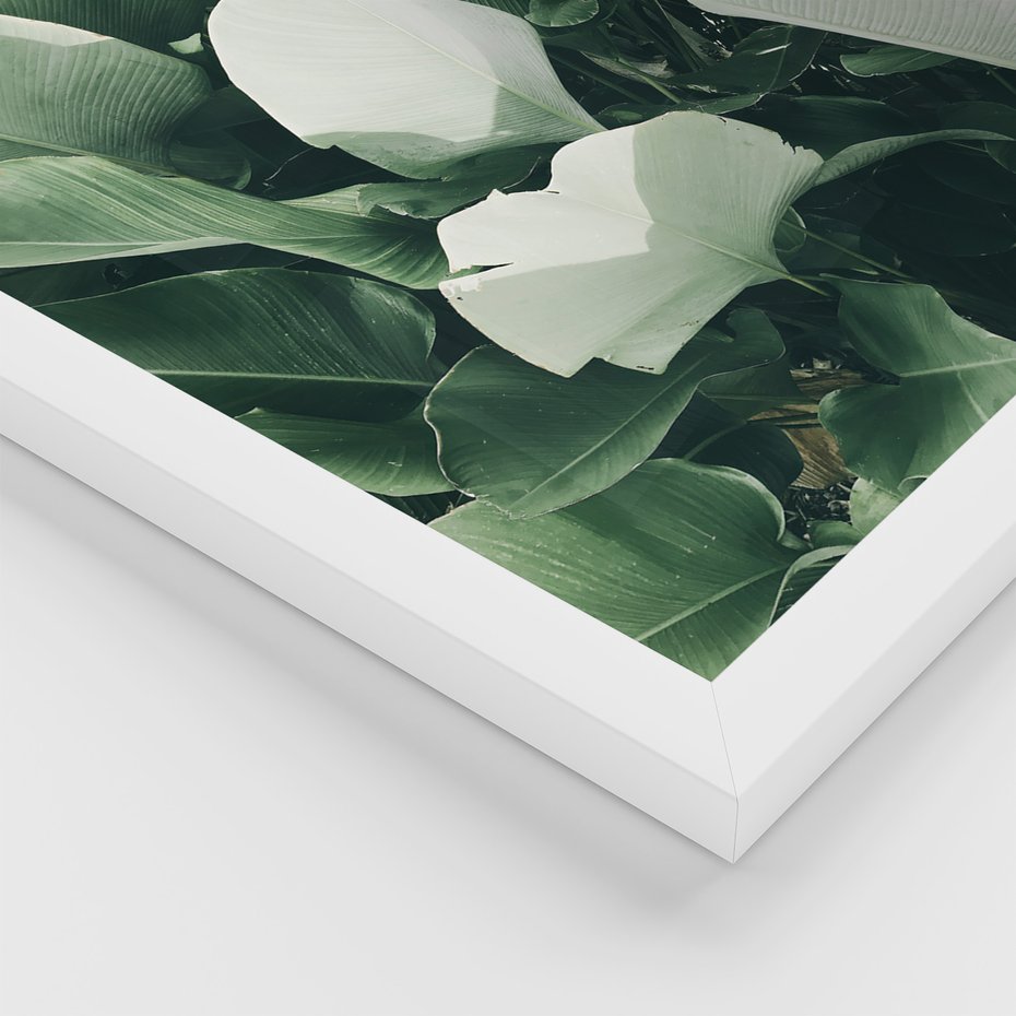 Zestaw obrazy w ramie 40x50 galeria - Liście, palma, monstera - rama biała