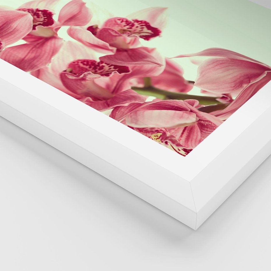 Plakat w ramie 40x50 - Orchidea - delikatne kwiaty - orchidea, kwiaty - rama biała