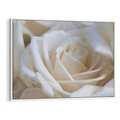 Obraz w ramie 120x80 - Białe róże piękności - białe, róże - rama biała