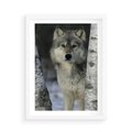 Plakat w ramie 50x70 - Wilk w Zimowym Lesie - wilk, las - rama biała