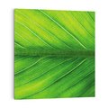 Obraz na płótnie 50x50 - Abstrakcja: interpretacje w liściach - liść, abstrakcja