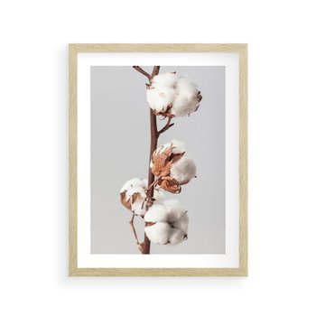 Plakat w ramie 50x70 - Spokojna Gałązka Bawełny - gałązka bawełny, prosta spokojna fotografia - rama drewno