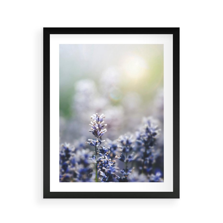 Plakat w ramie 40x50 - Delikatna Uroda Natury - wrzosy, fiolet - rama czarna