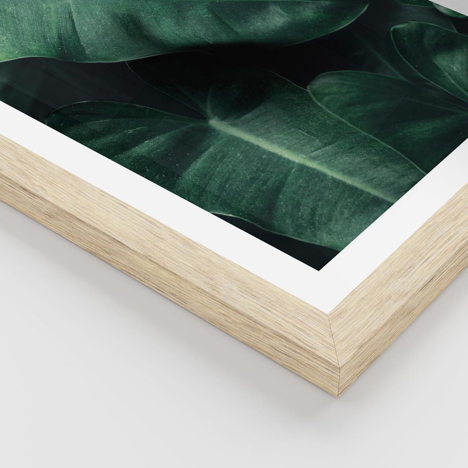 Plakat w ramie 30x40 - Liście Bananowca - minimalizm, zielone liście bananowca - rama drewno