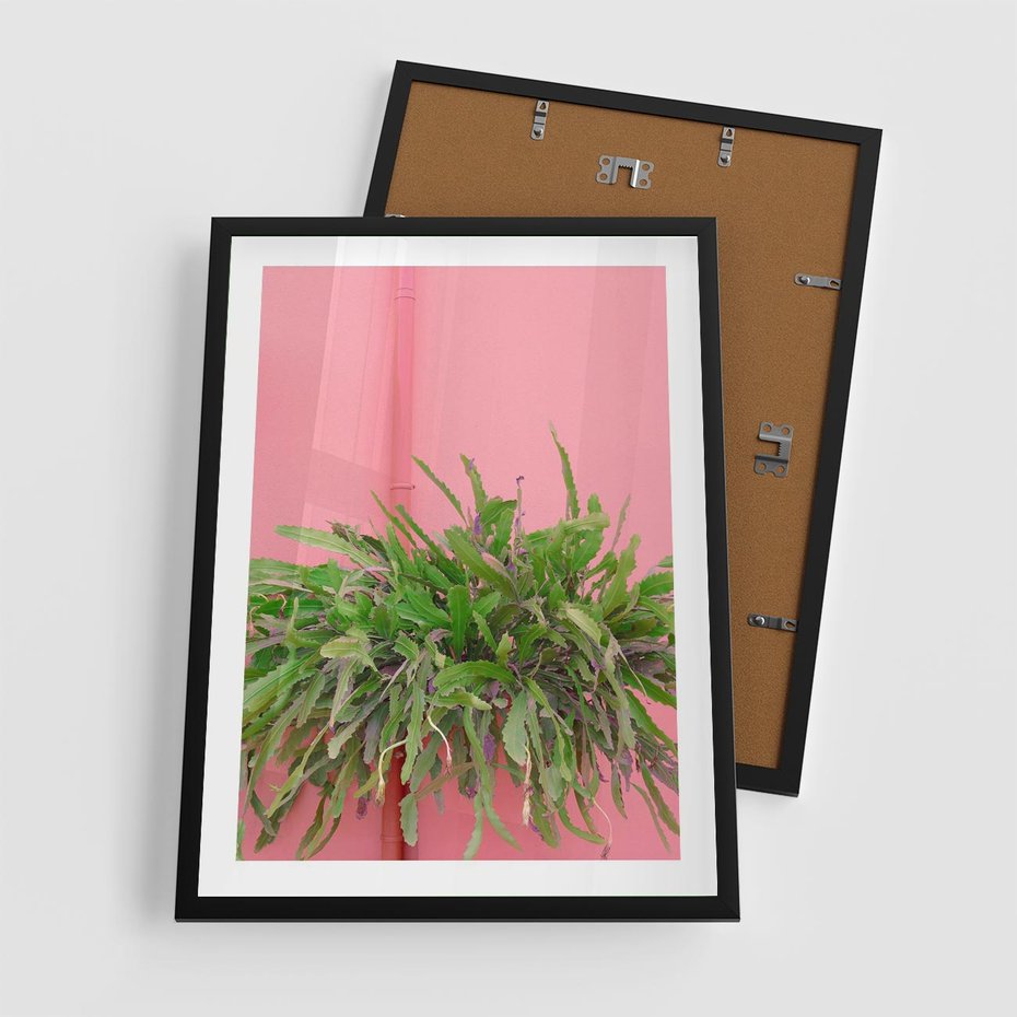 Plakat w ramie 50x70 - Fotografia Rośliny z Różowym Tłem - fotografia, zielona roślina na tle różwj ściany - rama czarna