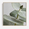 Obraz w ramie 50x50 - Eukaliptusowa zieleń - eukaliptus, zielone - rama drewno