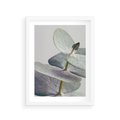 Plakat w ramie 30x40 - Zbliżenie Liści Eukaliptusa - eukaliptus, zbliżenie - rama biała