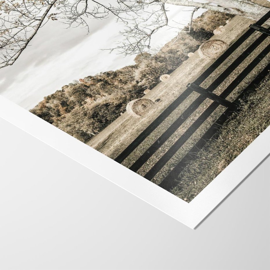 Plakat bez ramy 50x70 - Drzewa i Snopki Siana - farma, drzewa