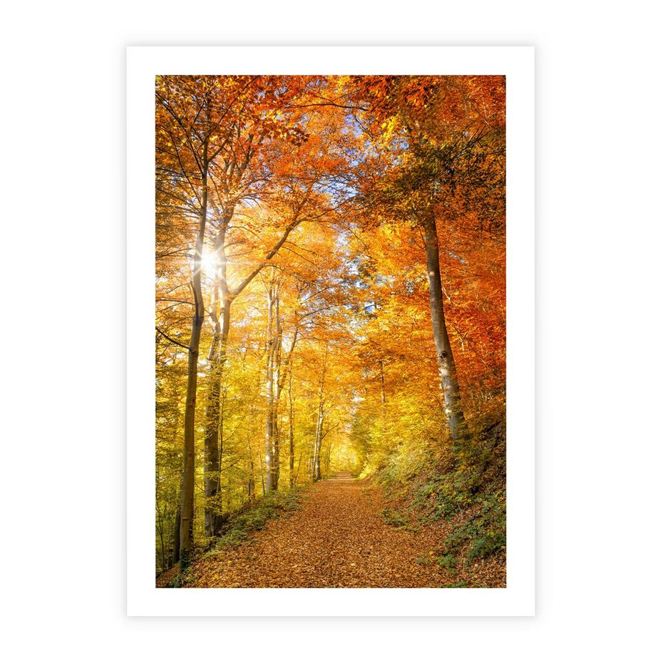 Plakat bez ramy 30x40 - Złote barwy jesiennego lasu - las, jesień