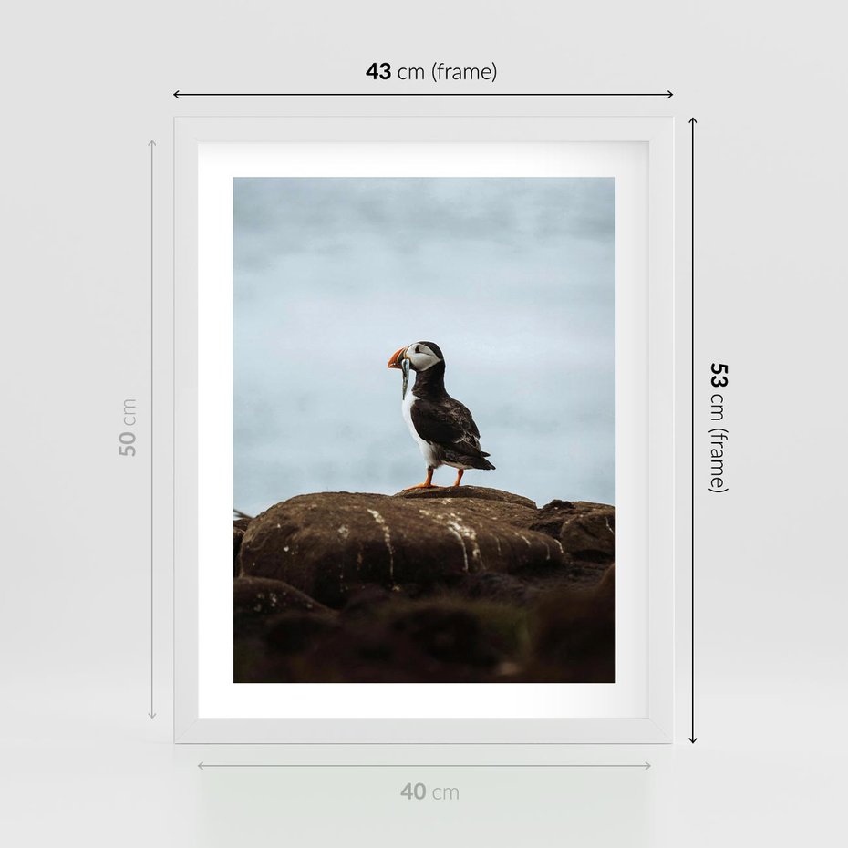 Plakat w ramie 40x50 - Portret Ptaka Morskiego - maskonur, ptak - rama biała