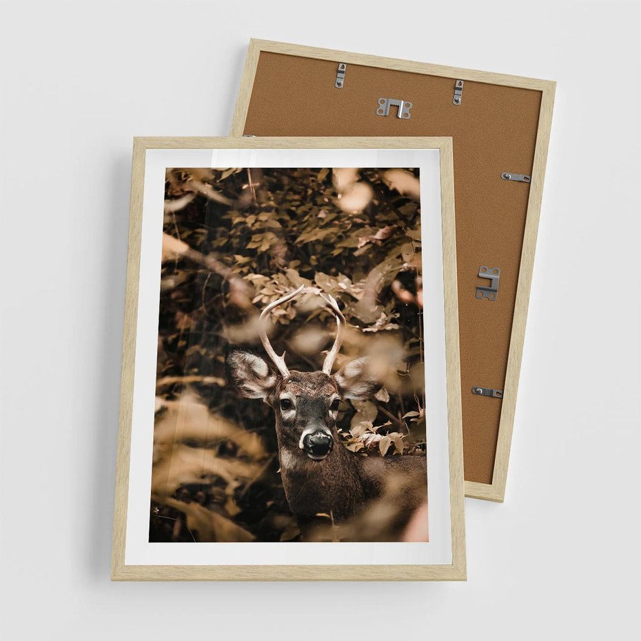Plakat w ramie 50x70 - Jesienny Jeleń w Lesie - jeleń, w lesie - rama drewno