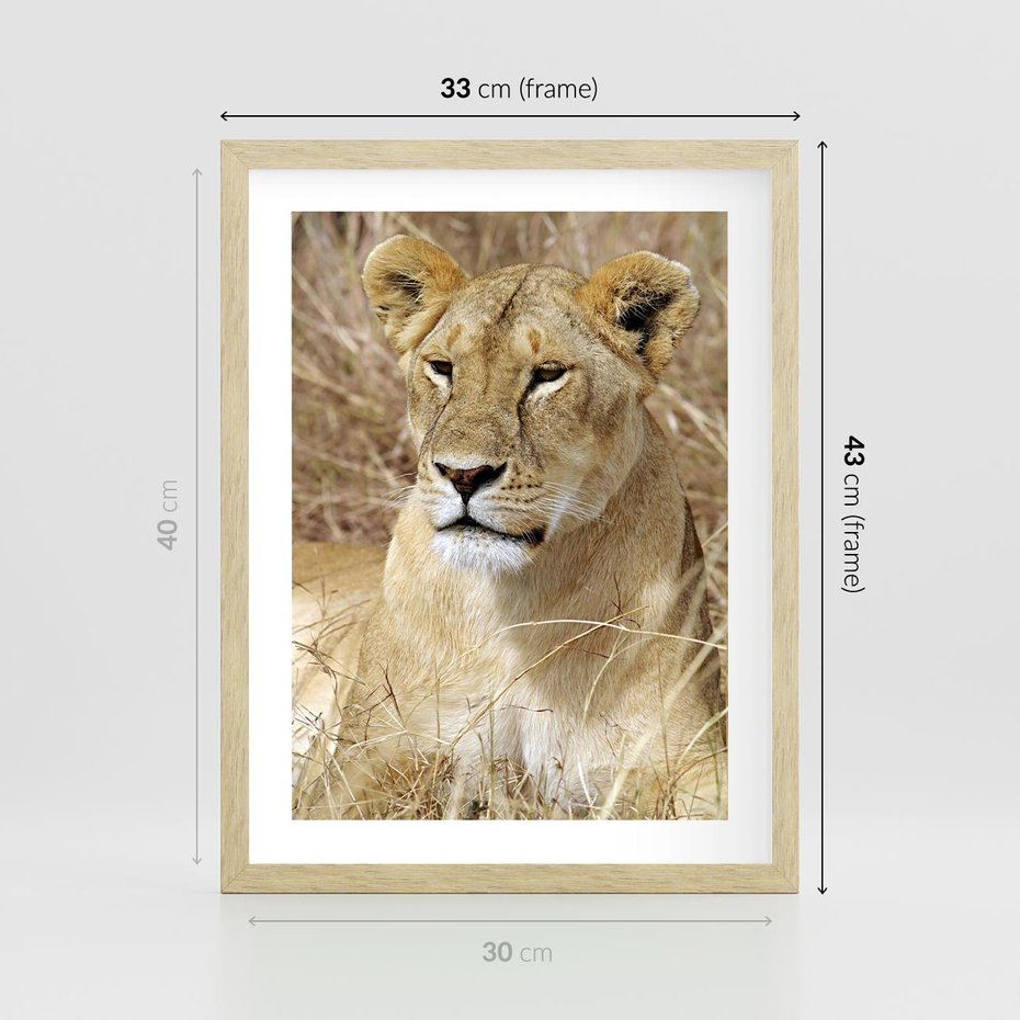 Plakat w ramie 30x40 - Potęga lwów w Afryce - lew, lwica - rama drewno