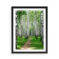 Plakat w ramie 50x70 - Bajkowy las pełen brzóz - las, brzozy - rama czarna