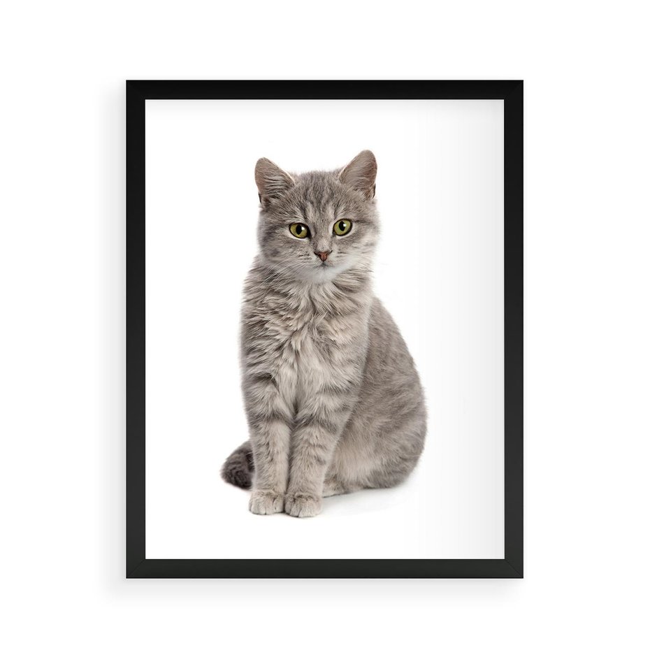 Plakat w ramie 40x50 - Kocie uroki na płótnie - kot, kotek - rama czarna