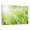 Obraz na płótnie 70x50 - Delikatna trawa pokryta rosą - trawa, rosa