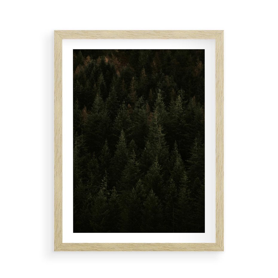 Plakat w ramie 50x70 - Ciemny las iglasty - las, iglasty - rama drewno