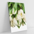 Obraz na płótnie 50x70 - Białe tulipany w pełnym rozkwicie - białe, tulipany