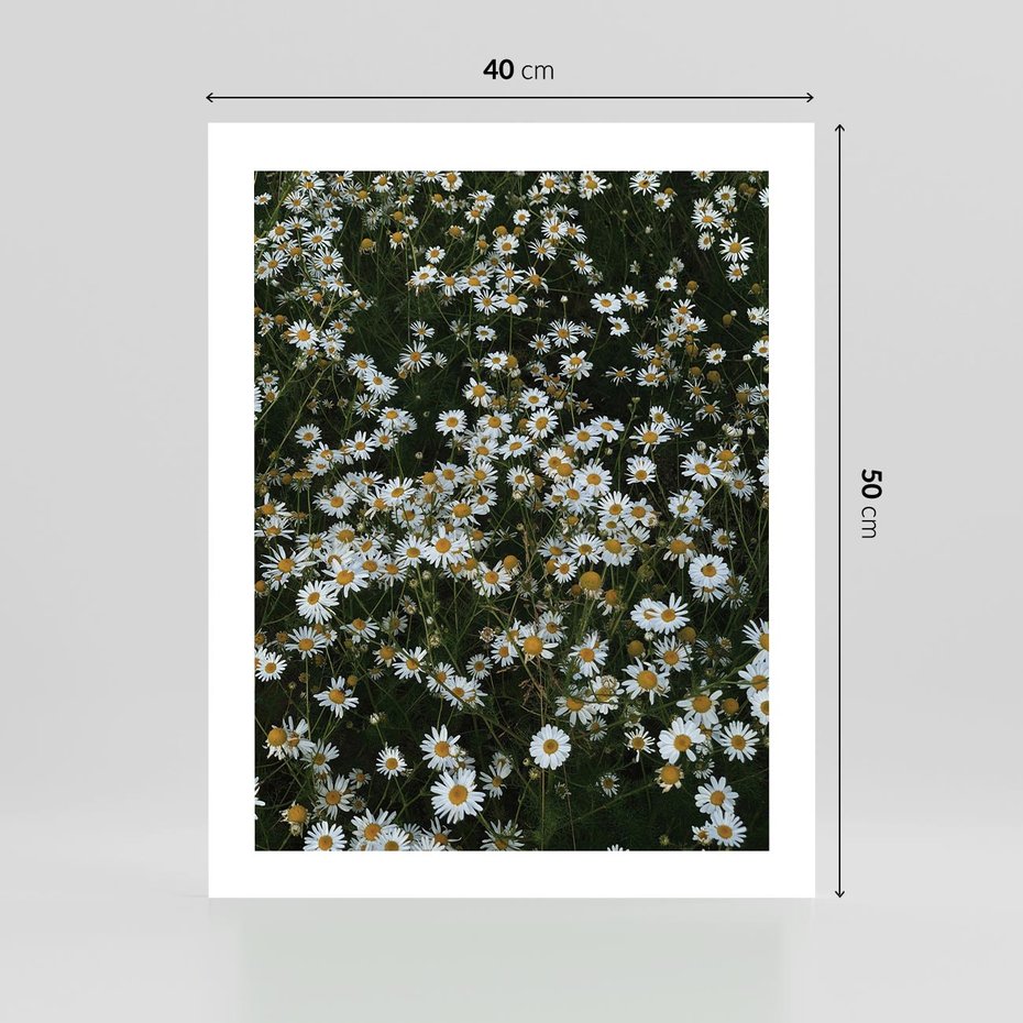 Plakat bez ramy 40x50 - Stokrotkowa Idylla na Łące - łąka, stokrotki