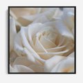 Obraz w ramie 50x50 - Białe róże piękności - białe, róże - rama czarna