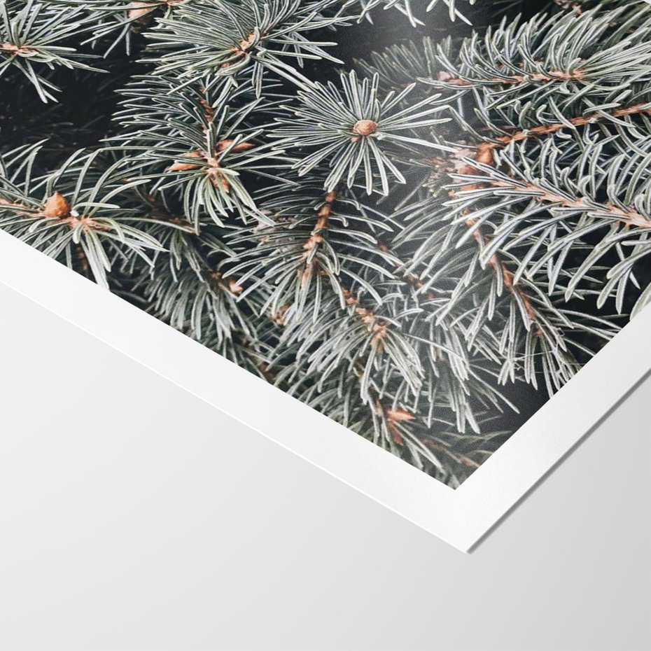 Plakat bez ramy 50x70 - Zima na Gałęziach - sosnowe gałęzie, igły