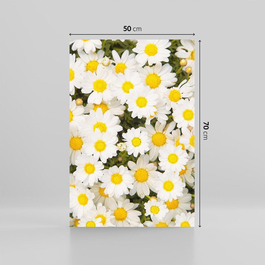 Obraz na płótnie 50x70 - Delikatność Kwiatowej Przyrody - stokrotki, kwiaty