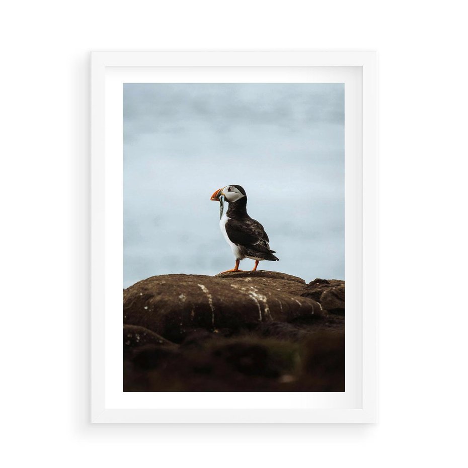 Plakat w ramie 50x70 - Portret Ptaka Morskiego - maskonur, ptak - rama biała