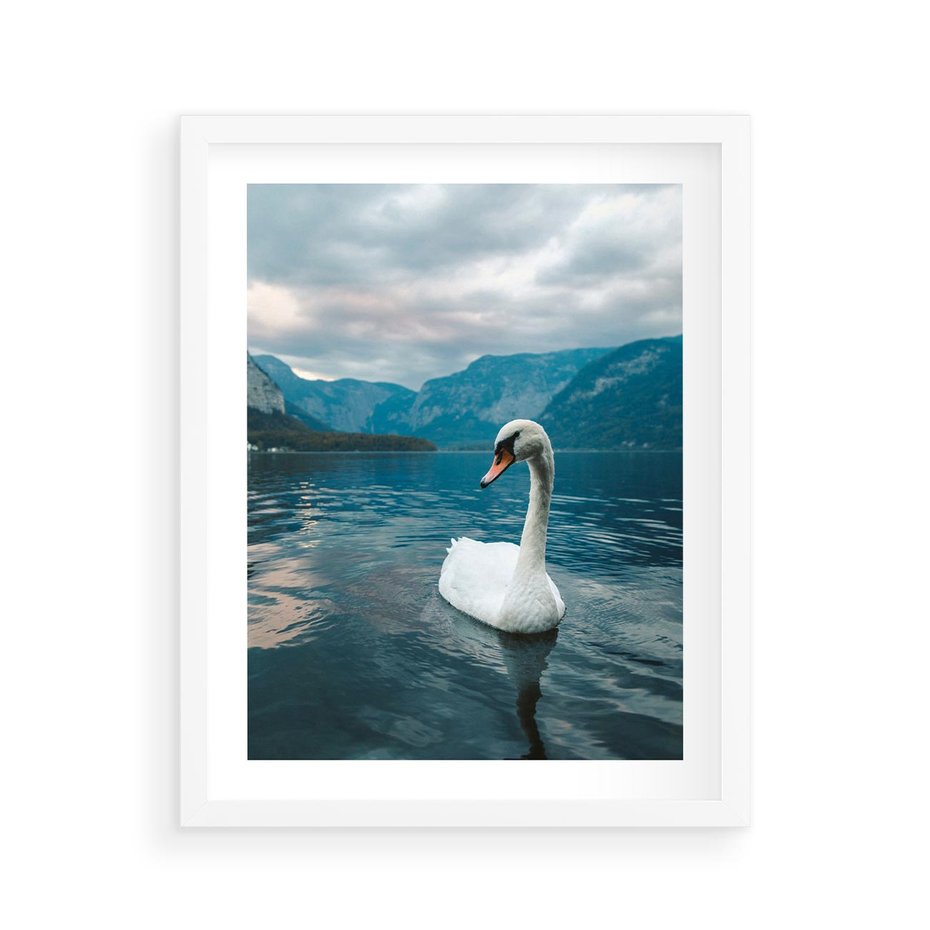 Plakat w ramie 40x50 - Łabędzi Śpiew - fotografia, plakat - rama biała