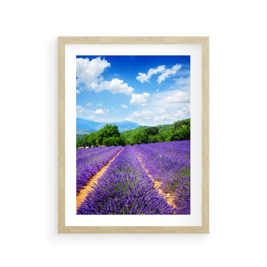 Plakat w ramie 30x40 - Prowansalska Lawenda - lawenda, prowansja - rama drewno
