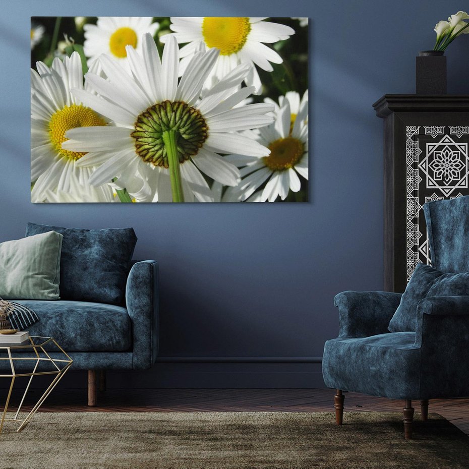 Obraz na płótnie 100x70 - Stokrotki w pełnym rozkwicie - stokrotki, kwiaty