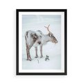 Plakat w ramie 50x70 - Magia Świąt - renifer na śniegu, śnieg - rama czarna