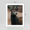Plakat bez ramy 40x50 - Spokojny jeleń - jeleń, las