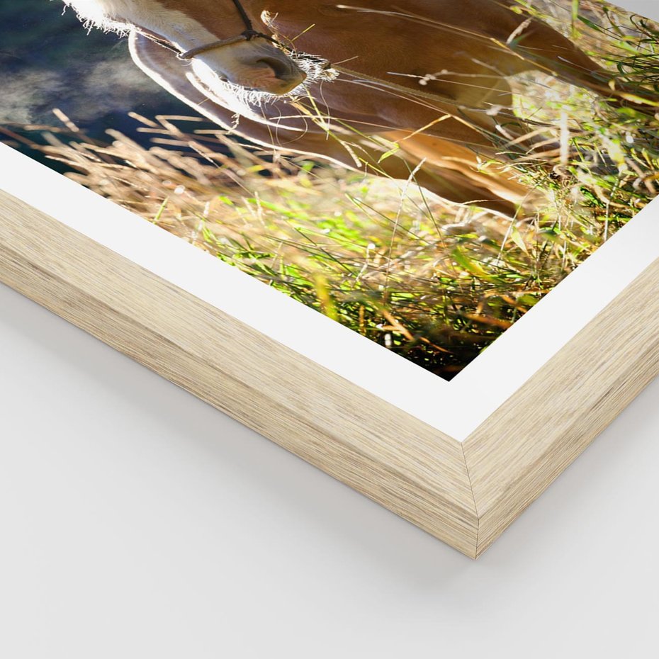 Plakat w ramie 50x70 - Spotkanie konia na łące - koń, łąka - rama drewno