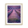 Plakat w ramie 40x50 - Pole Lawendy w Pełnej Krasie - pole lawendy, kompozycja - rama drewno