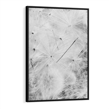 Obraz w ramie 50x70 - Zdmuchnięty Puch - dmuchawce, delikatne - rama czarna