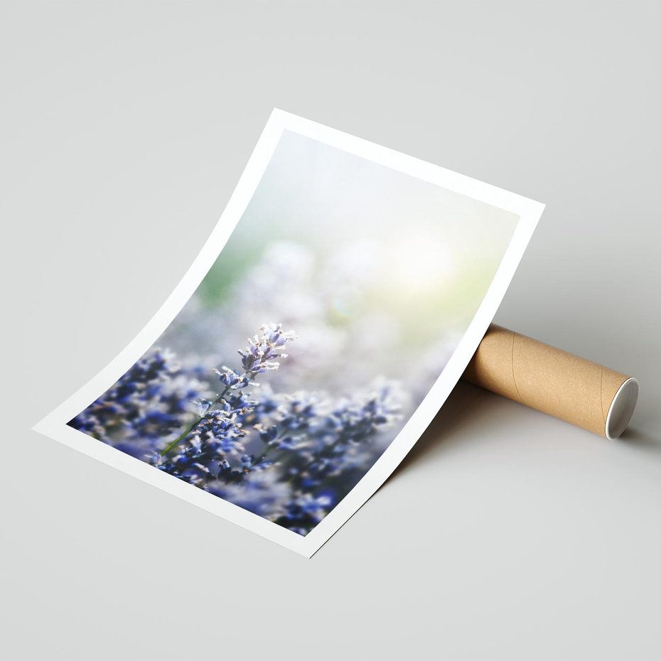 Plakat bez ramy 40x50 - Delikatna Uroda Natury - wrzosy, fiolet